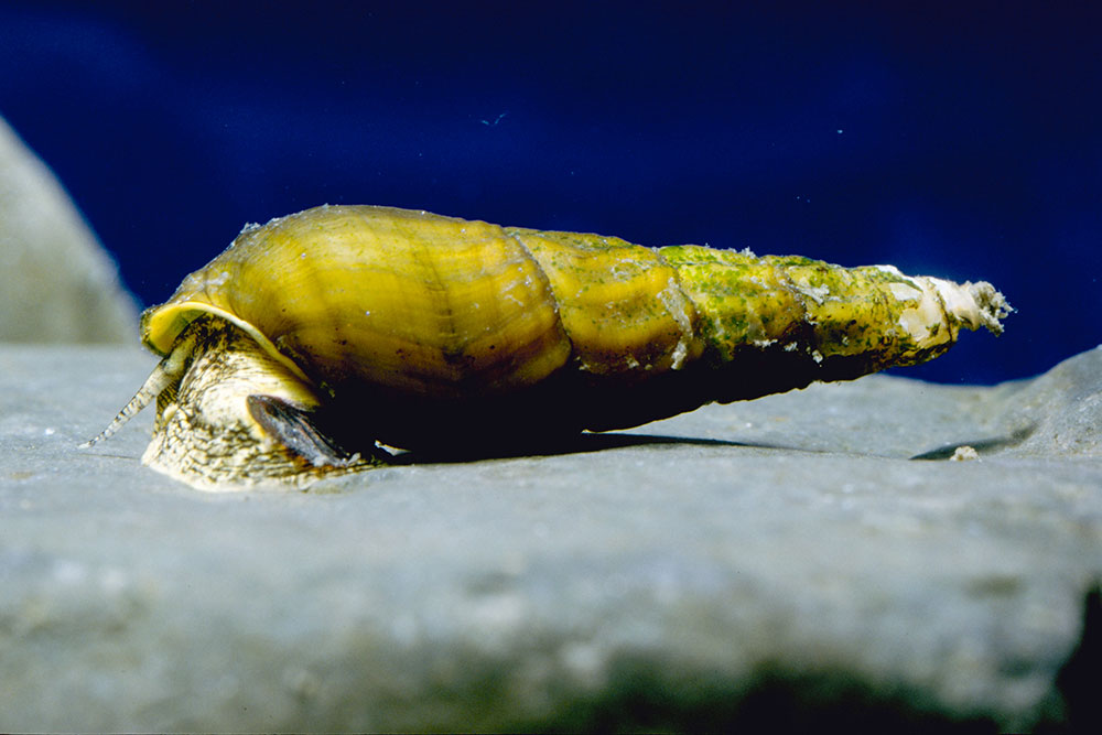 タテヒダカワニナ