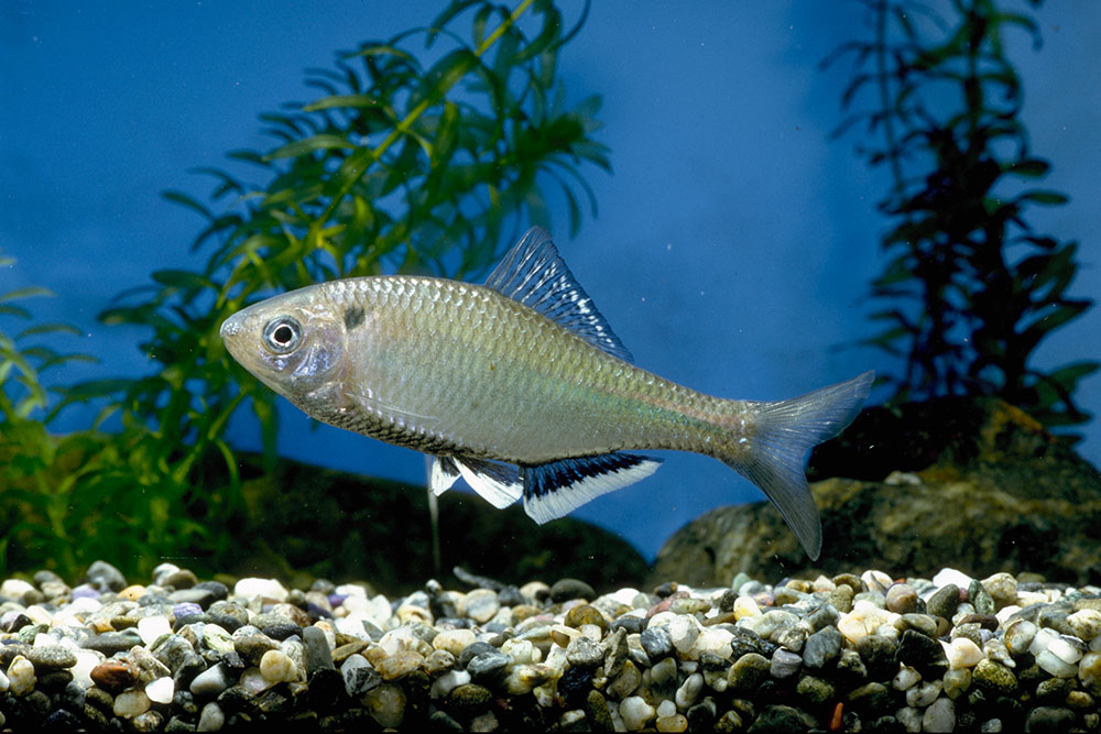 シロヒレタビラ