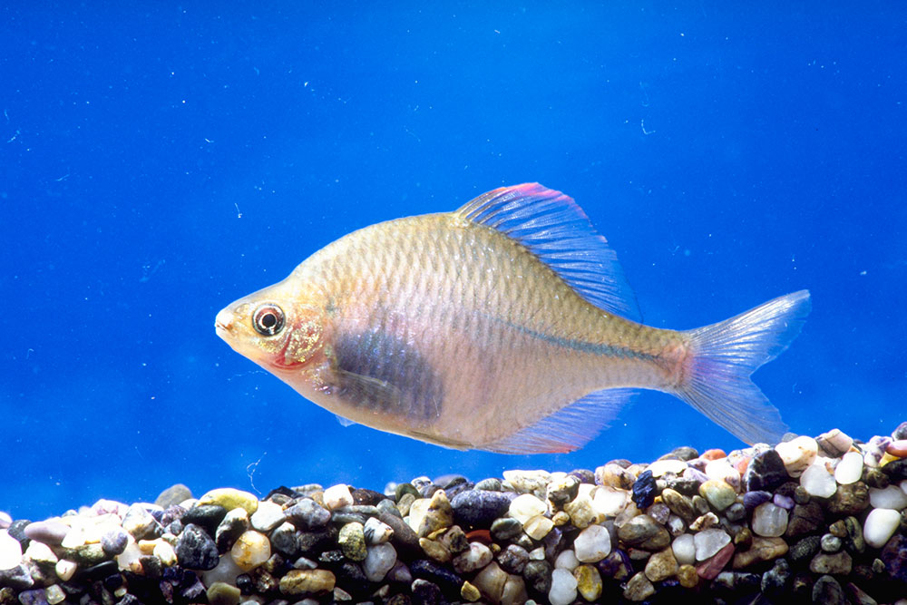 タイリクバラタナゴ