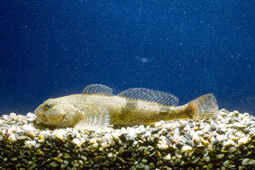 ウツセミカジカ