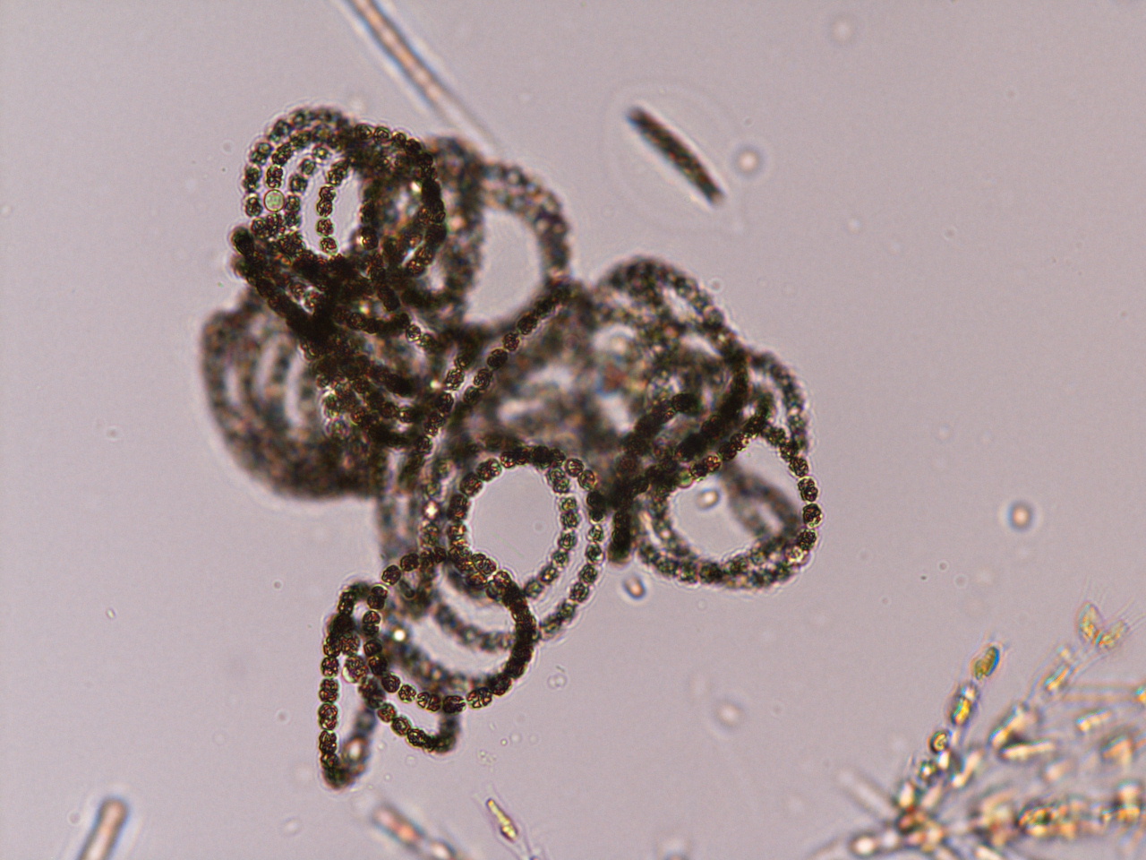 アナベナ フロスアクアエ