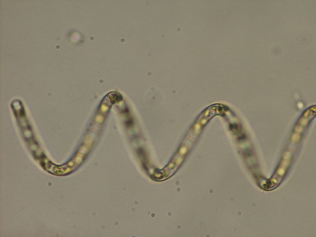 アウラコセイラ アンビグア