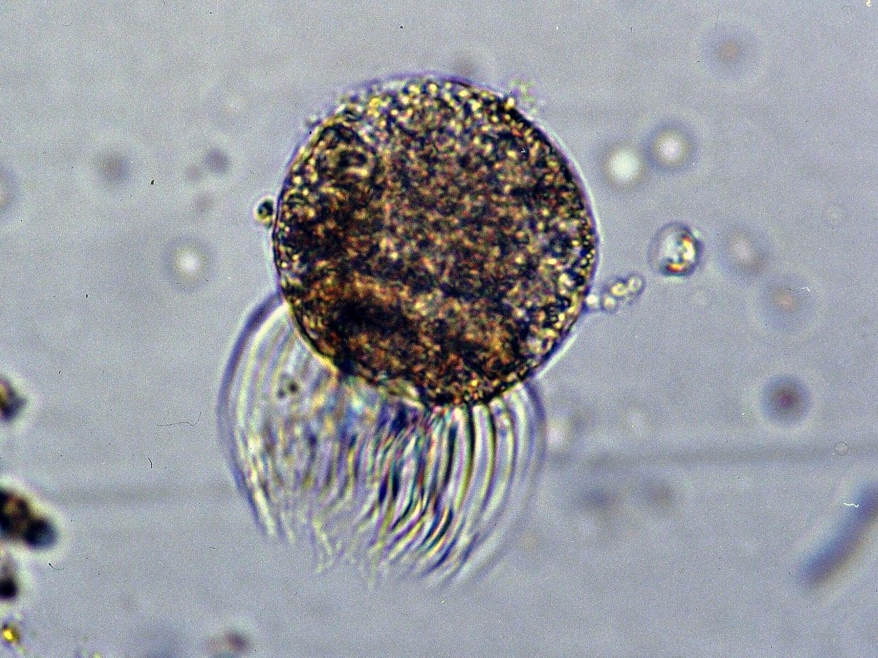 ストロンビディウム