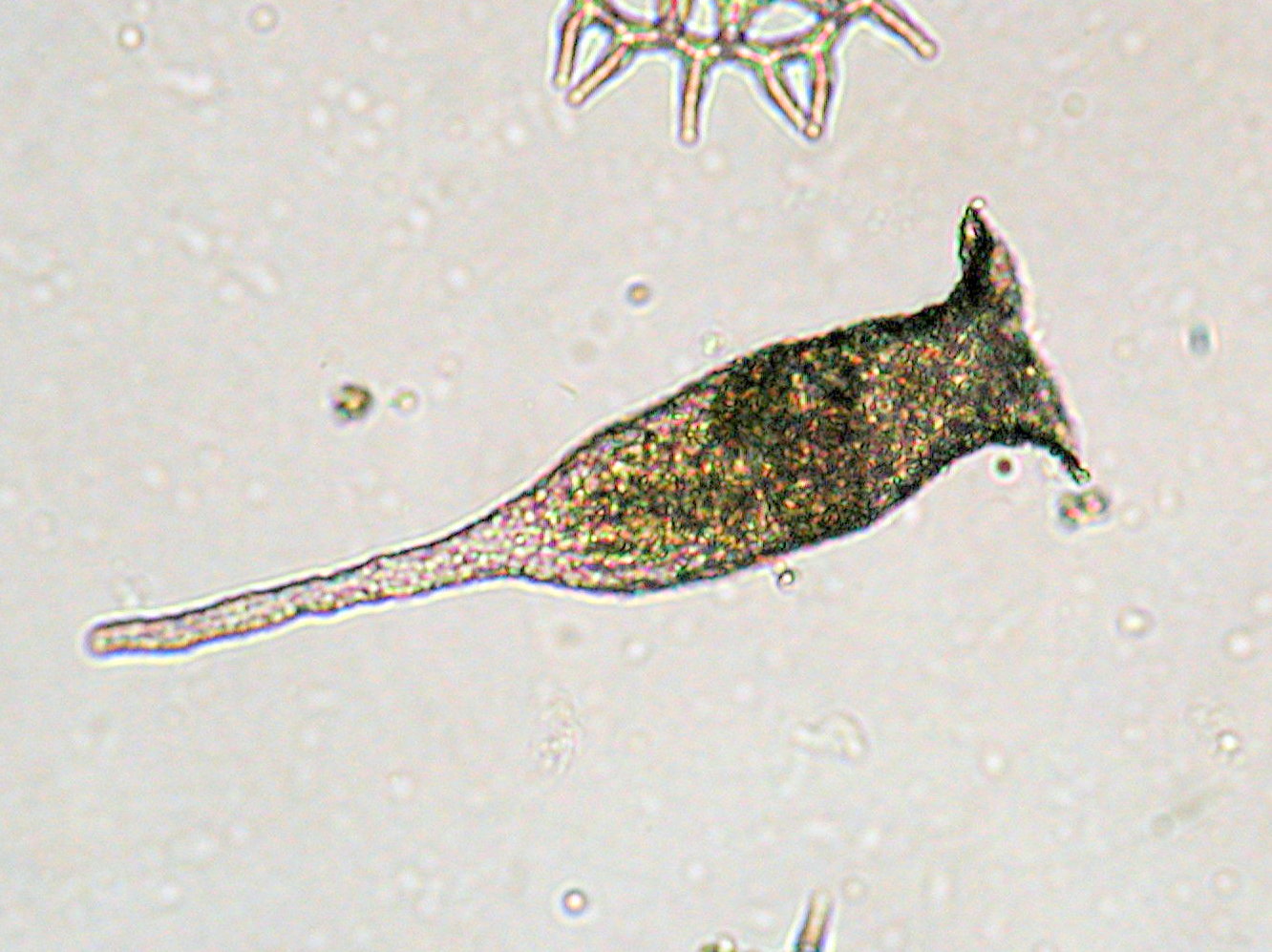 ビワツボカムリ