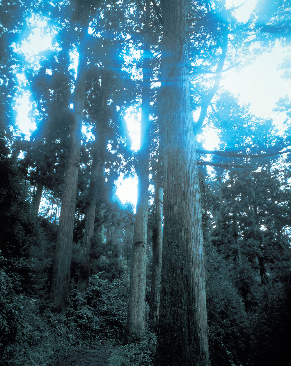 「煙雨」比叡の樹林（琵琶湖八景）