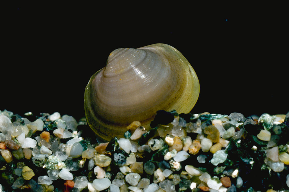 ビワコドブシジミ