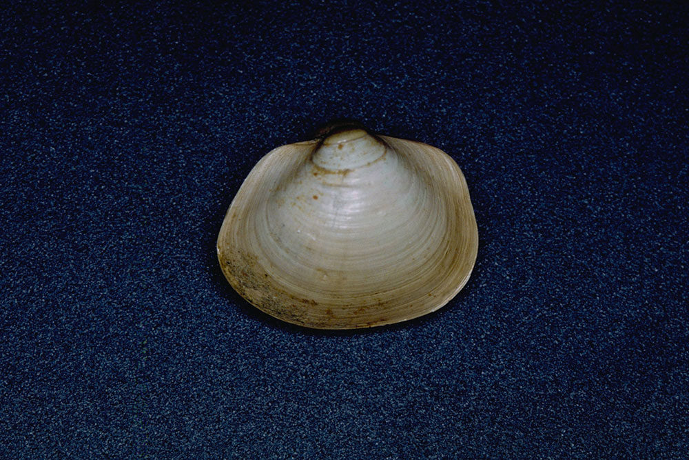 カワムラマメシジミ