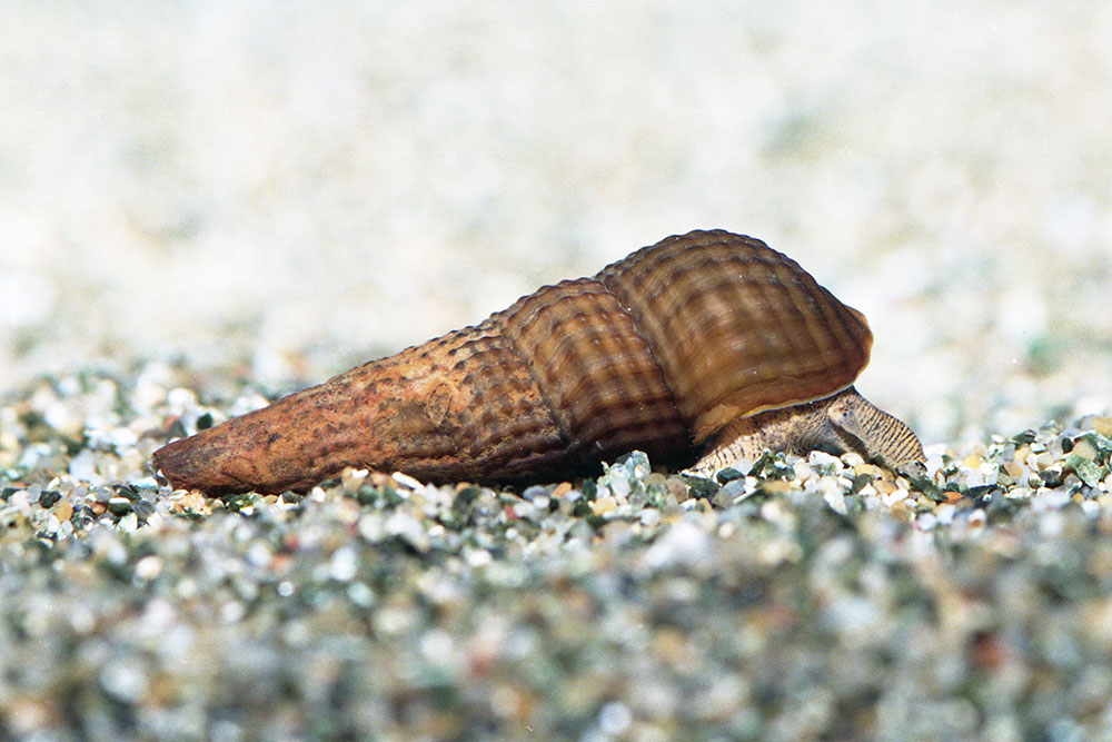 カゴメカワニナ