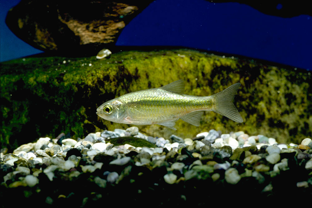 カワバタモロコ