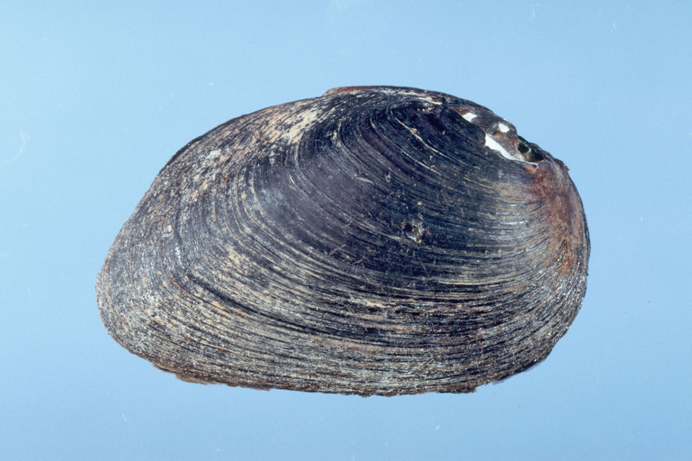 オトコタテボシガイ