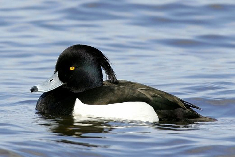 キンクロハジロ