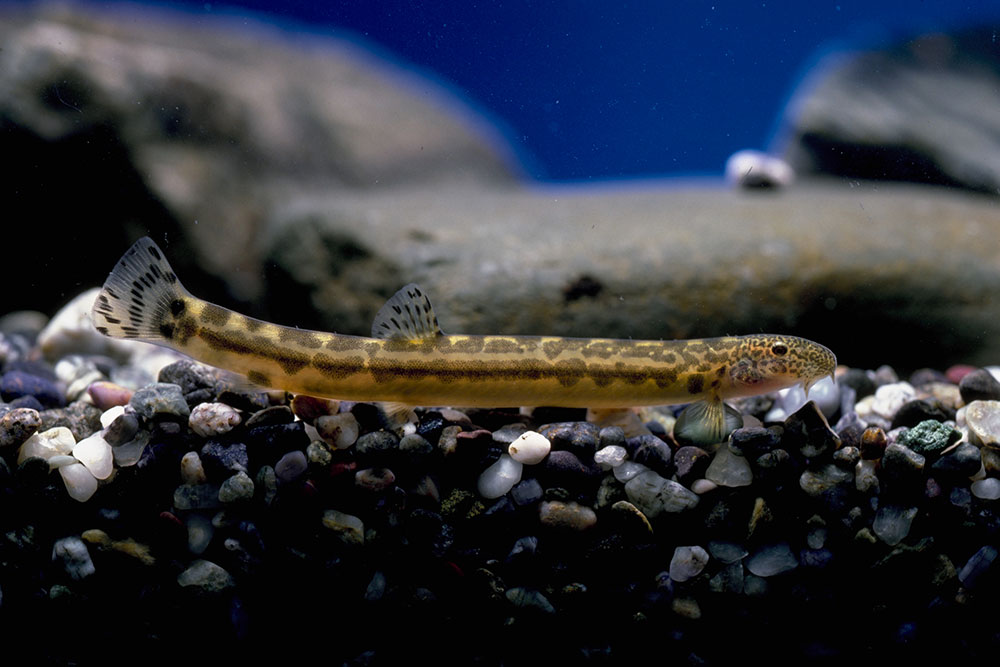 アジメドジョウ