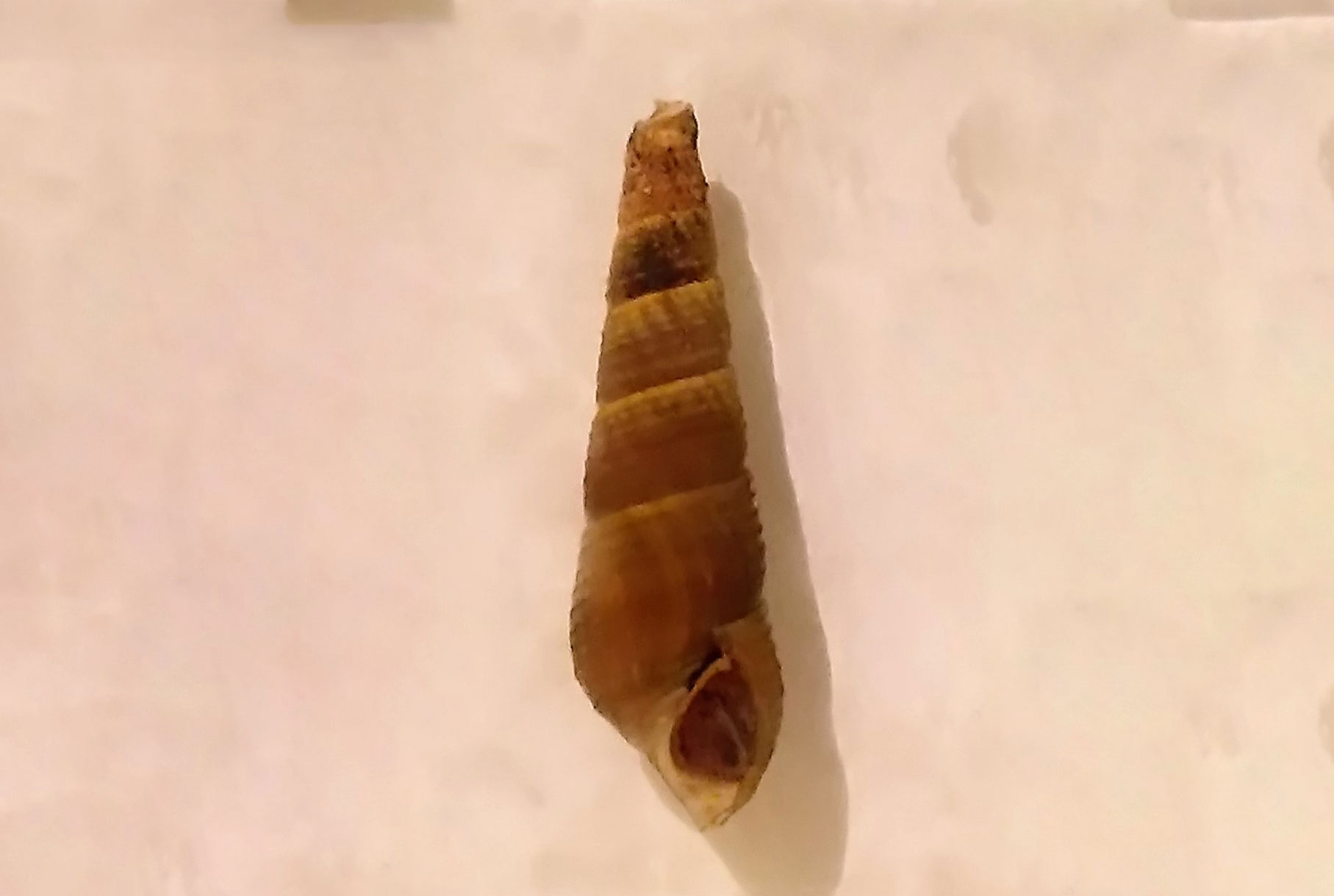 タケシマカワニナ