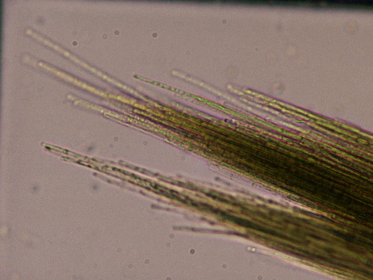 アフェニゾメノン フロスアクアエ