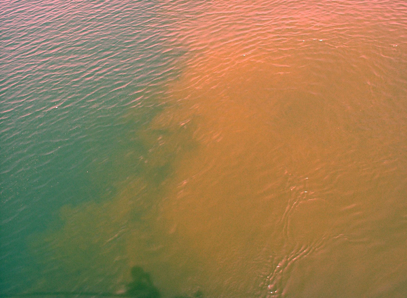 淡水赤潮・アオコ