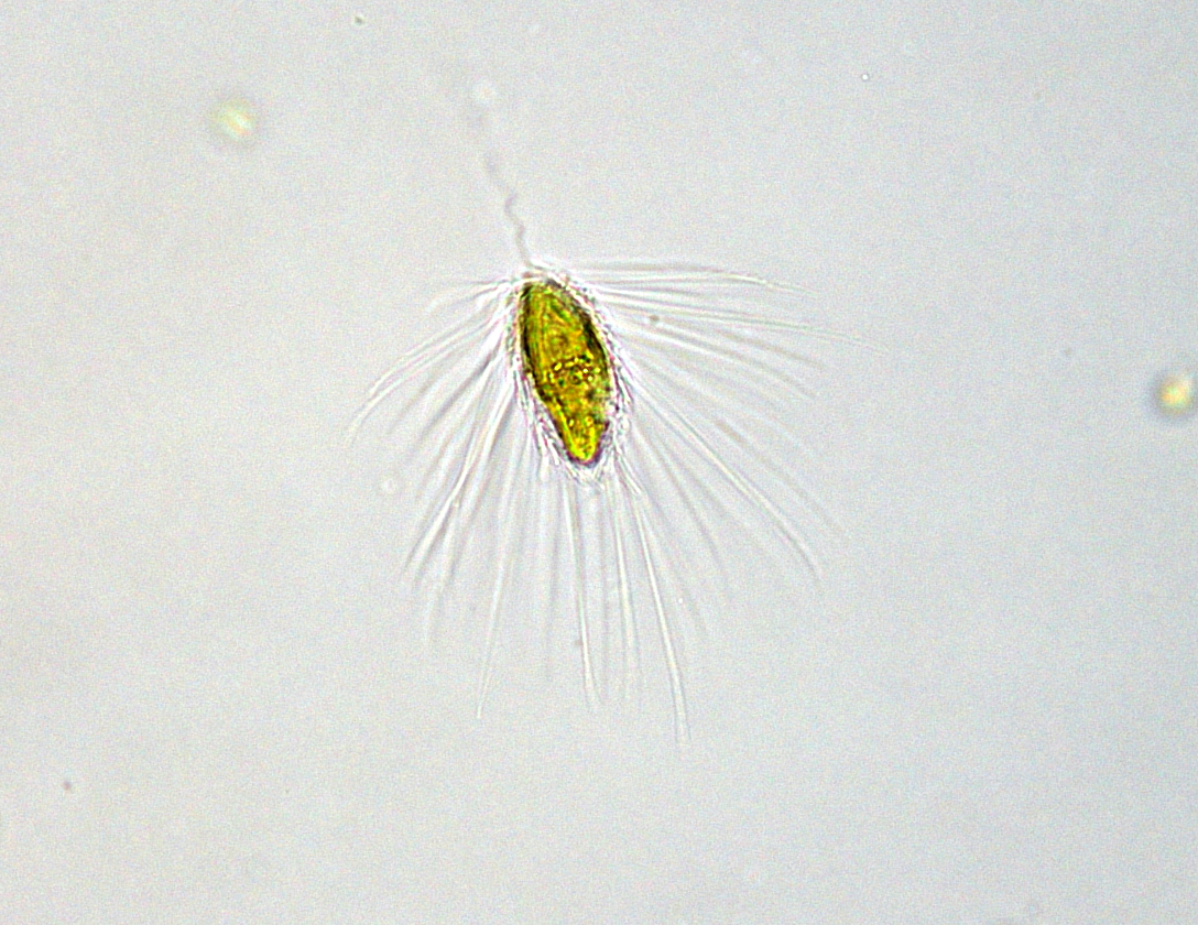 マロモナス ファスティガータ