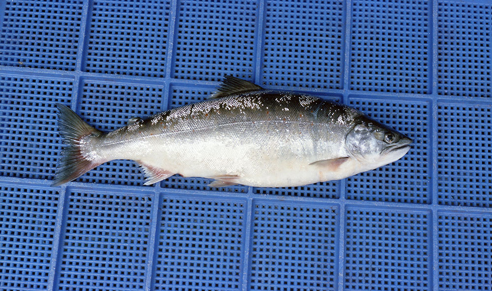 サツキマス（アマゴ）