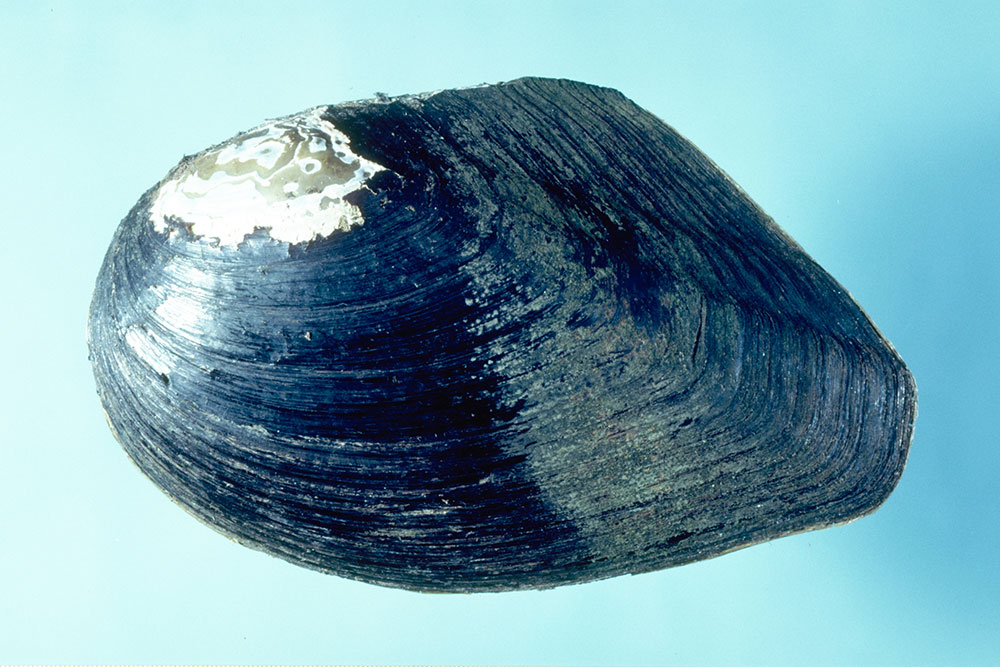 イケチョウガイ