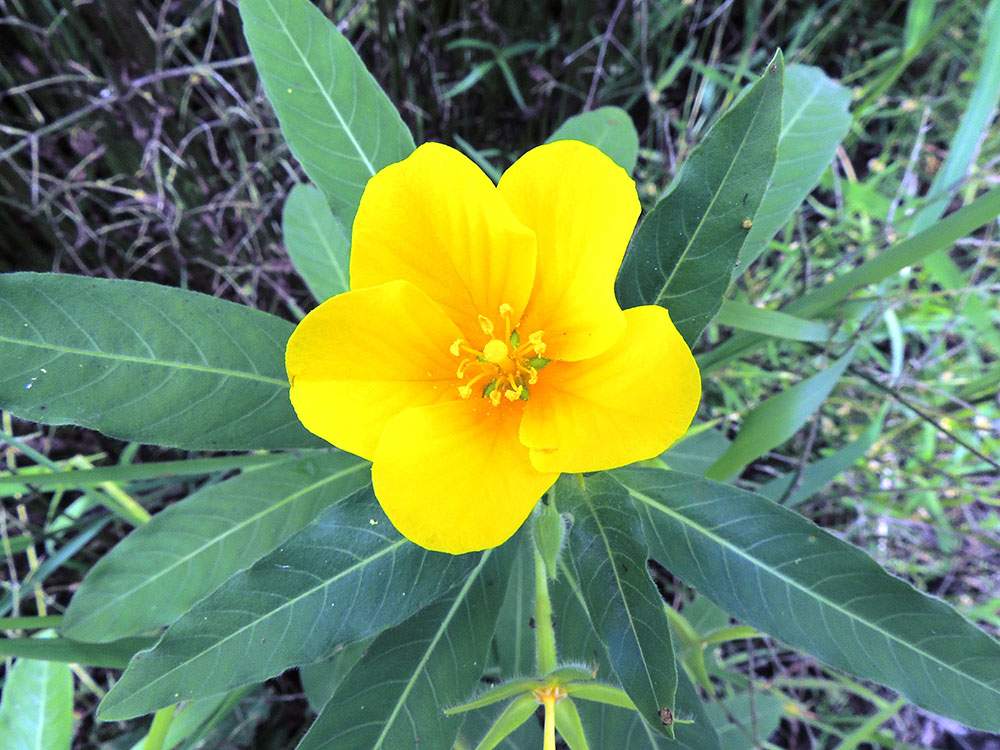 オオバナミズキンバイ