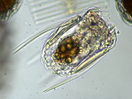 ハネウデワムシ