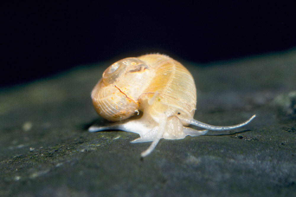 ビワコミズシタダミ