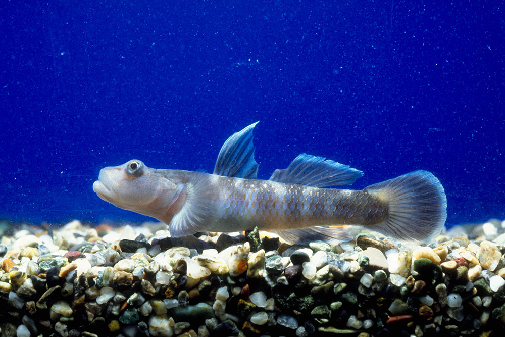 トウヨシノボリ