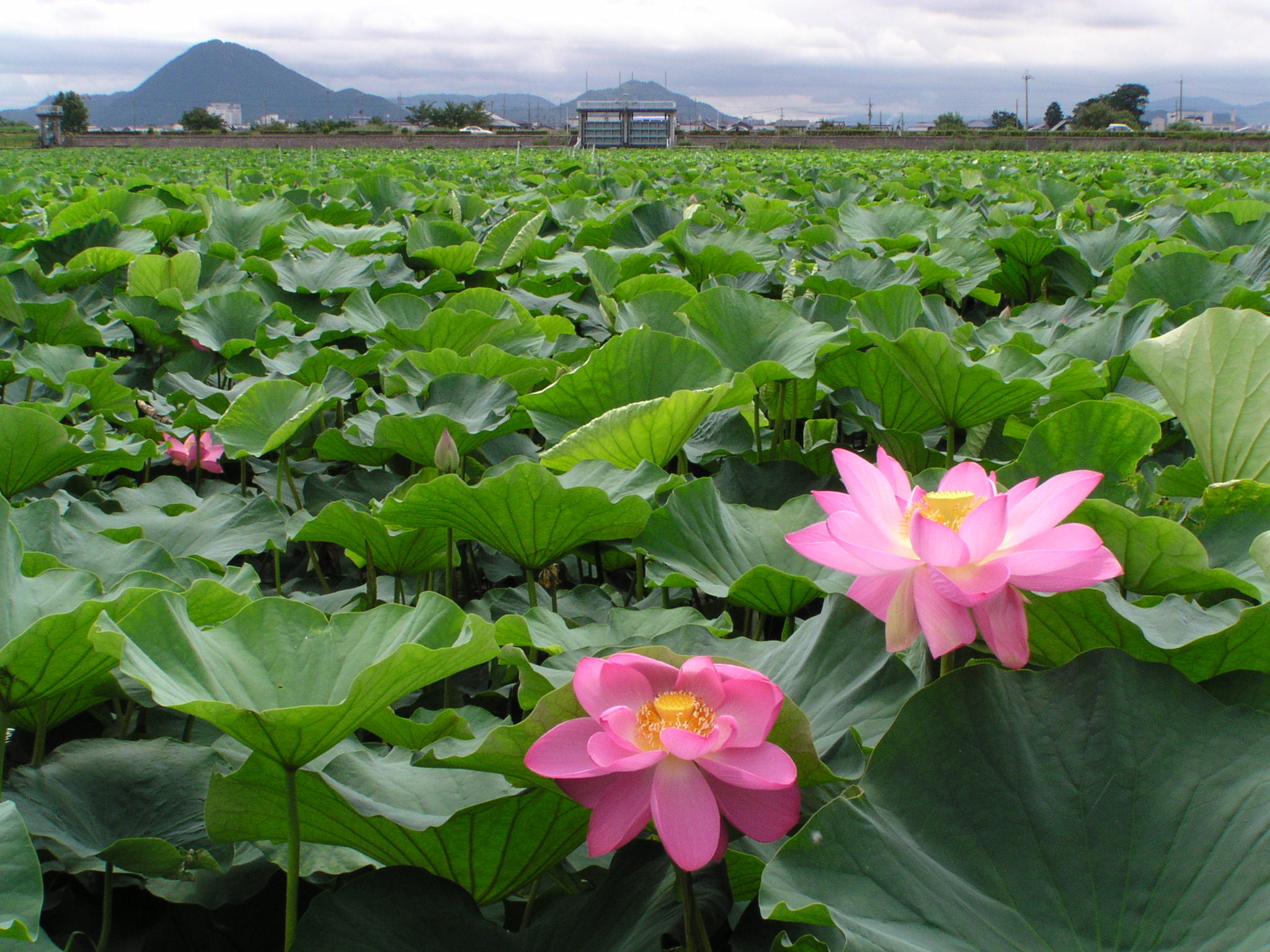烏丸半島のハス