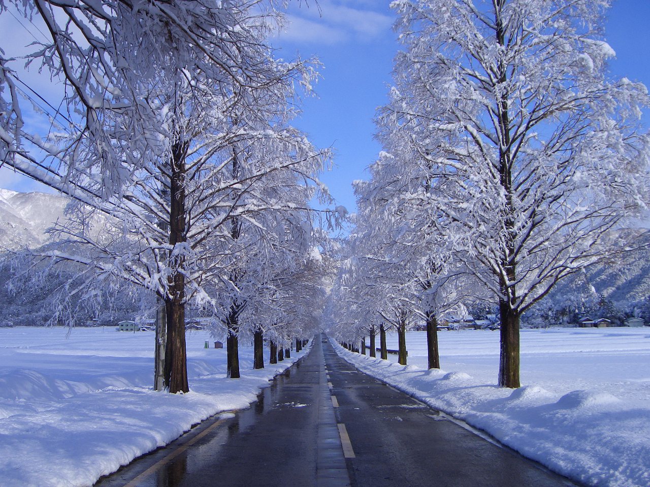 メタセコイヤ並木