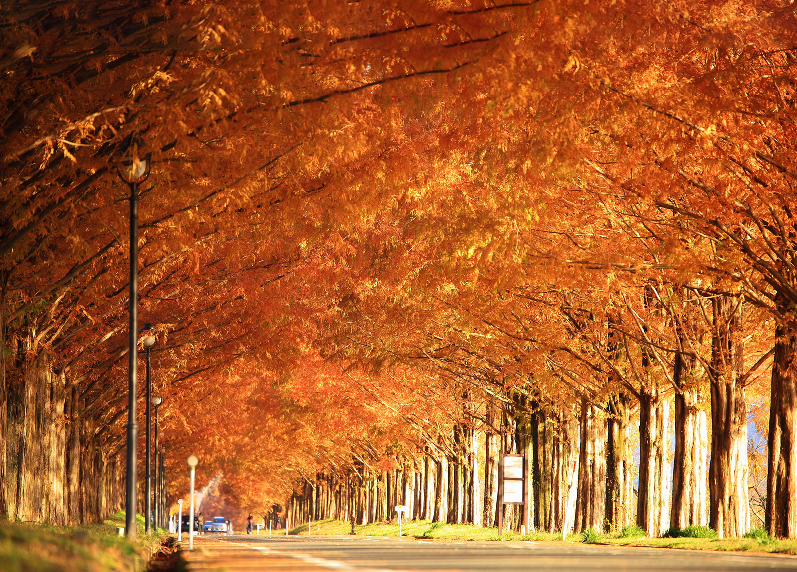 メタセコイヤ並木