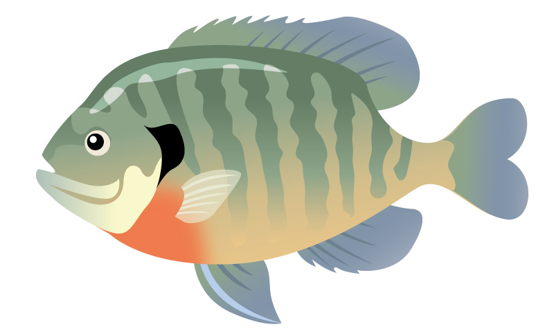 魚：ブルーギル外来魚
