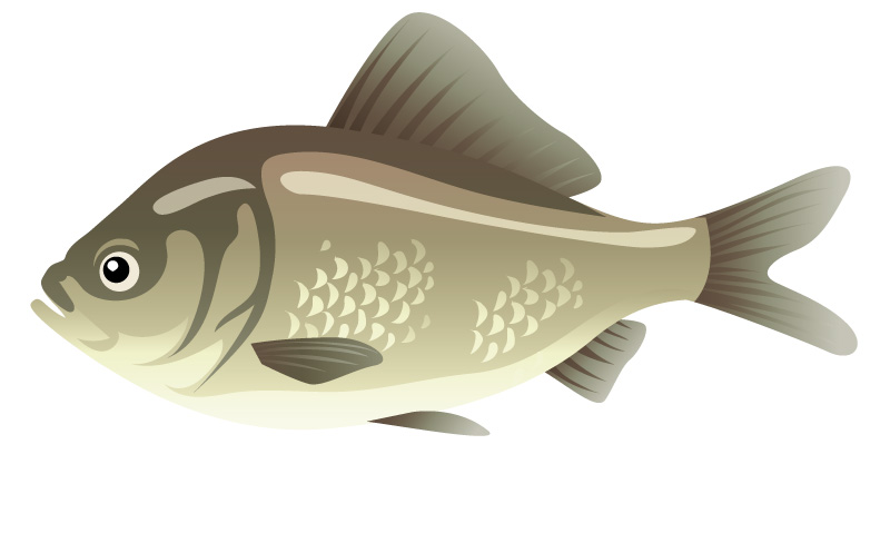 魚：ニゴロブナ固有種